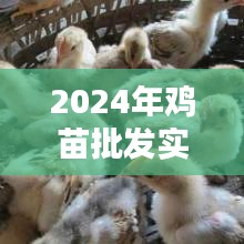 2024年鸡苗实时价格查询与购买指南