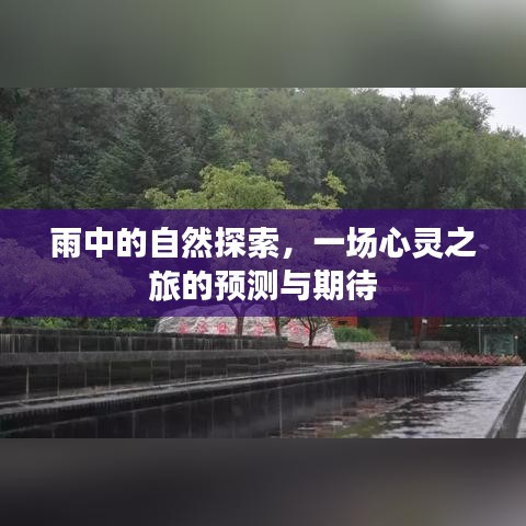 雨中自然探索之旅，心灵预言与期待