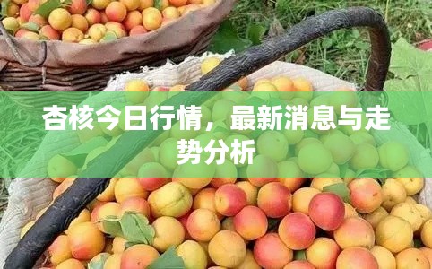 杏核今日行情，最新消息与走势分析