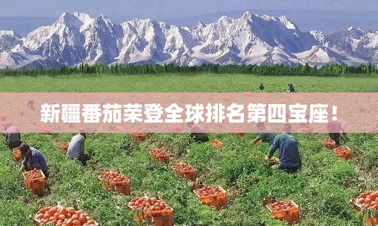 新疆番茄荣登全球排名第四宝座！