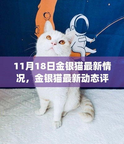 金银猫最新动态深度剖析，11月18日更新情况与动态评测报告