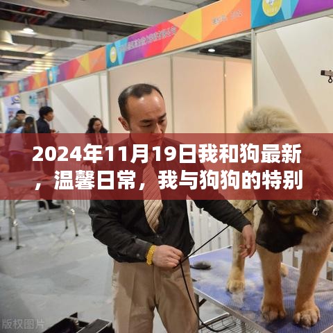 我与狗狗的温馨日常，特殊时光的纪念，2024年11月19日的新篇章