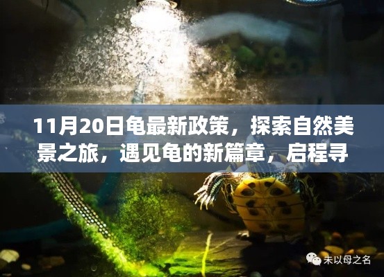 探索新篇章，龟的最新政策引领自然美景之旅，启程寻找内心的宁静与平和