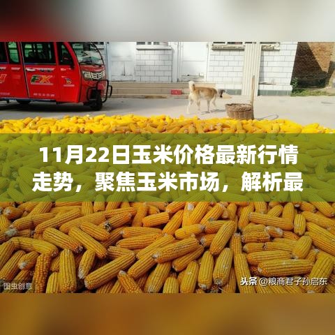 11月22日玉米价格最新行情走势深度解析及市场聚焦