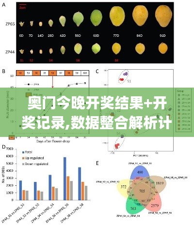 奥门今晚开奖结果+开奖记录,数据整合解析计划_XCR15.29