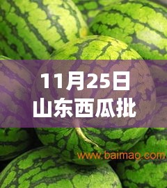 山东西瓜最新批发价格行情及市场走势深度解析（11月25日）