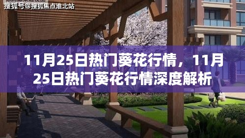 11月25日葵花行情深度解析，热门趋势与市场动态探究