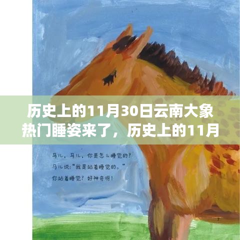 历史上的11月30日，云南大象悠闲睡姿的心灵启示之旅