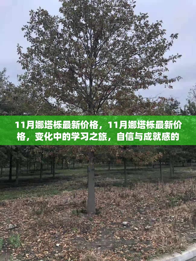 11月娜塔栎最新价格，变化中的学习之旅，自信与成就感的源泉