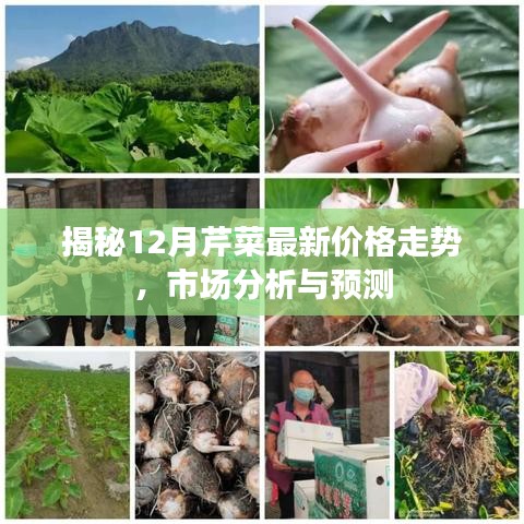 揭秘，12月芹菜最新价格走势揭秘，市场分析与预测报告出炉！