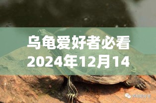 2024年乌龟实时价格大揭秘，选购攻略与趋势分析，乌龟爱好者必看