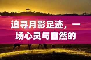 追寻月影足迹，心灵与自然的奇妙之旅