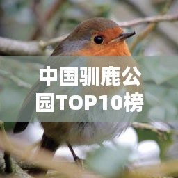 中国驯鹿公园TOP10榜单揭晓，探寻神秘驯鹿栖息的乐园