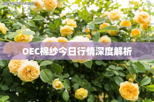 OEC棉纱今日行情深度解析