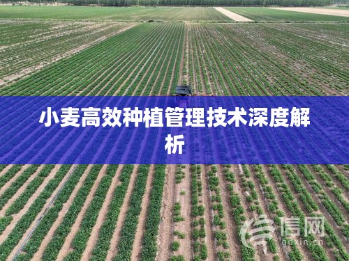 小麦高效种植管理技术深度解析