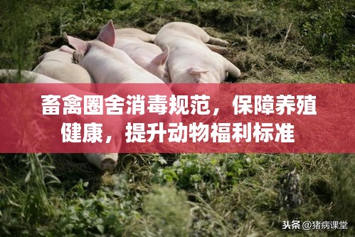 畜禽圈舍消毒规范，保障养殖健康，提升动物福利标准