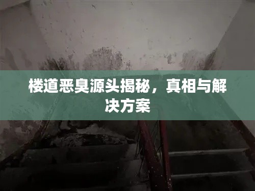 楼道恶臭源头揭秘，真相与解决方案