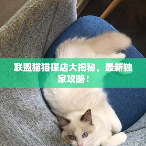 联盟猫猫探店大揭秘，最新独家攻略！