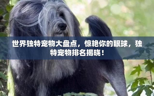 世界独特宠物大盘点，惊艳你的眼球，独特宠物排名揭晓！