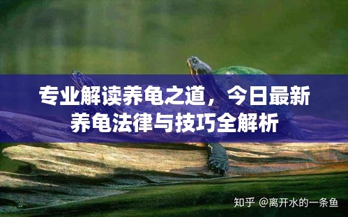 专业解读养龟之道，今日最新养龟法律与技巧全解析