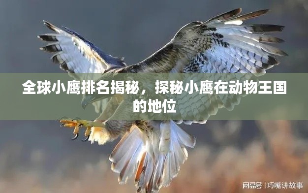 全球小鹰排名揭秘，探秘小鹰在动物王国的地位