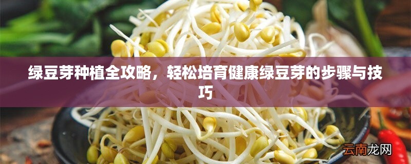绿豆芽种植全攻略，轻松培育健康绿豆芽的步骤与技巧