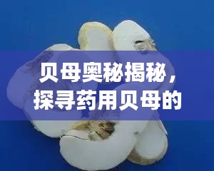 贝母奥秘揭秘，探寻药用贝母的神奇功效与独特之处
