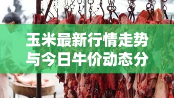 玉米最新行情走势与今日牛价动态分析