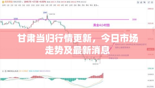 甘肃当归行情更新，今日市场走势及最新消息