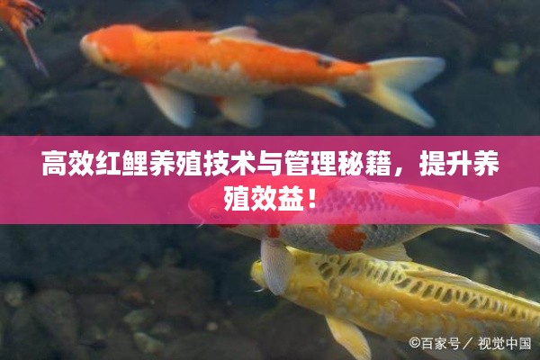 高效红鲤养殖技术与管理秘籍，提升养殖效益！